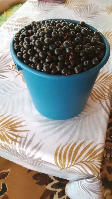 Черная смородина с экологичной дачи