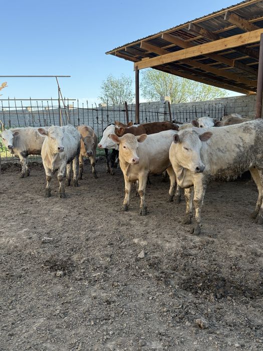 Еркек бұқалар 28 бас