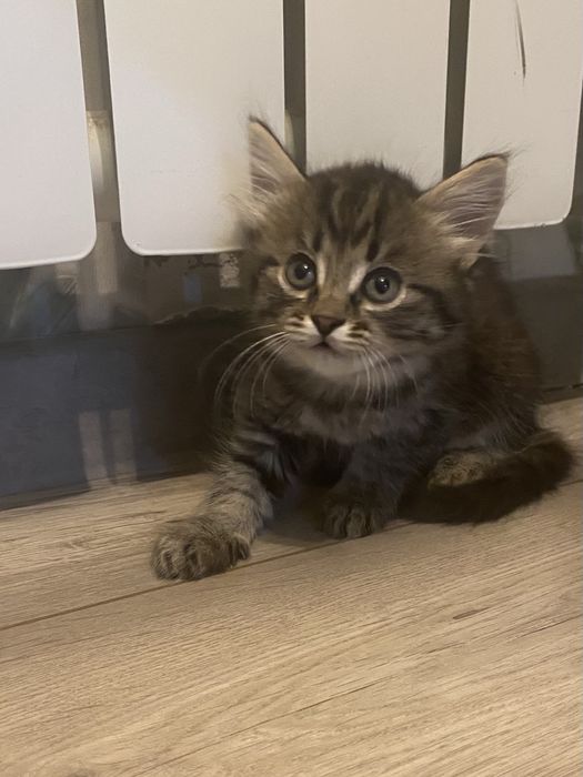 Отлам котенка- девочка.