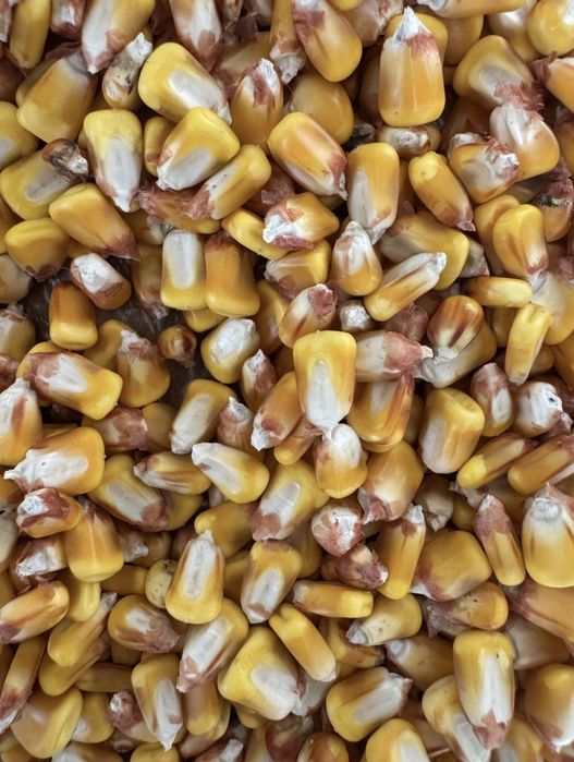 Vand cereale, porumb