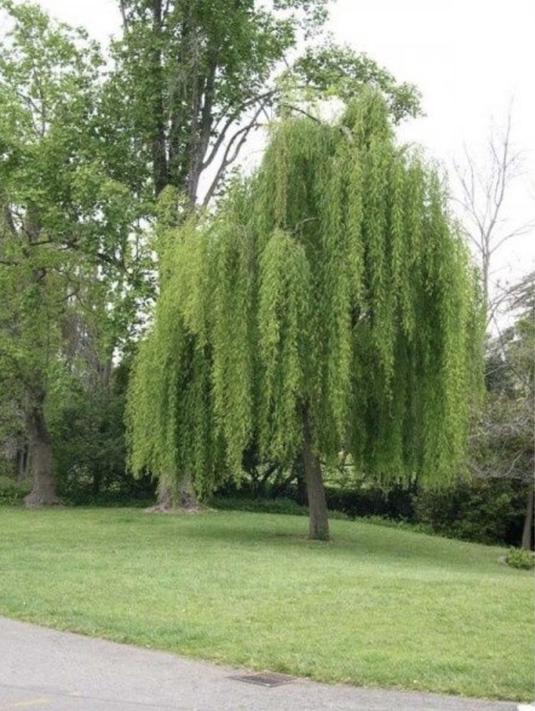 Salcie pletoasa(salix banilonica) 4-5 m plangatoare-curgatoare