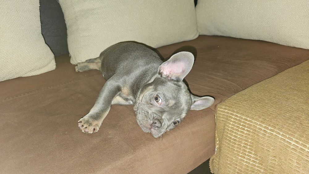 френски булдог .