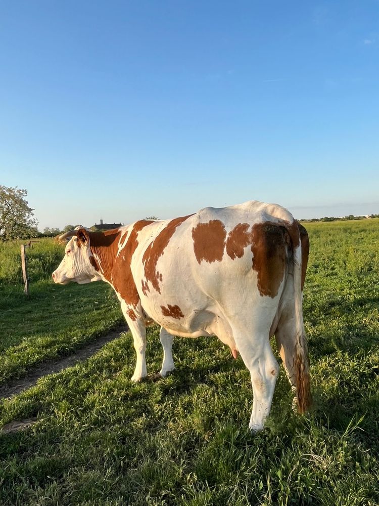 Vand vaca baltata romaneasca pentru abator