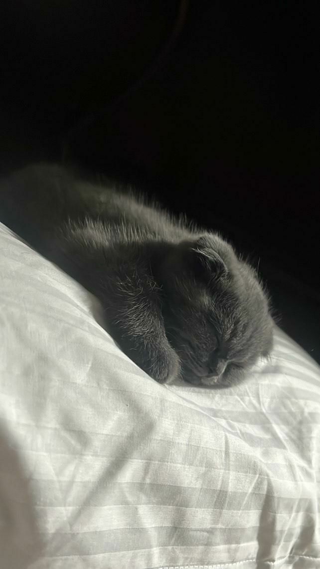 Scottish Fold bolalari sotiladi