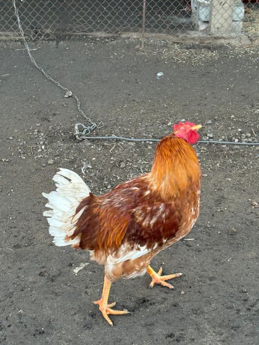 Продам 13 петухов 3500 за штуку в общем