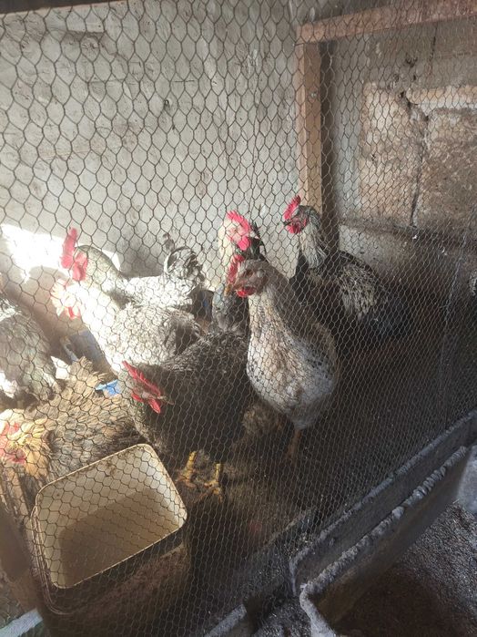 Домашни петли за продан