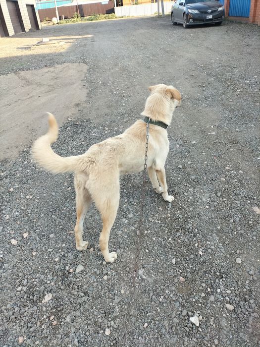 Отдаю собаку для охраны