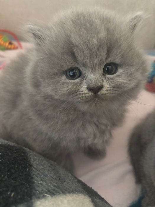 British shorthair