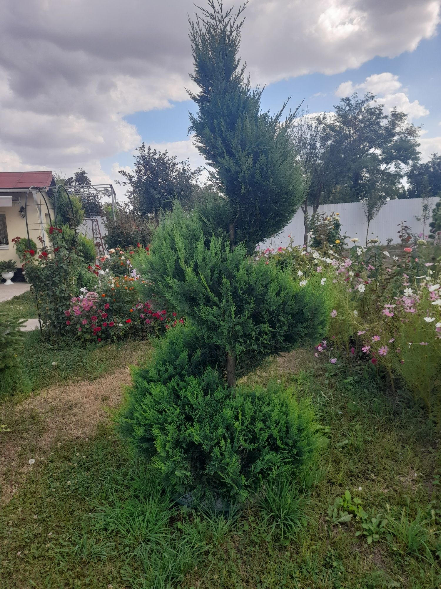 Vând plante ornamentale