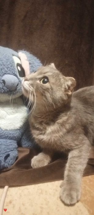 Породистая кошка
