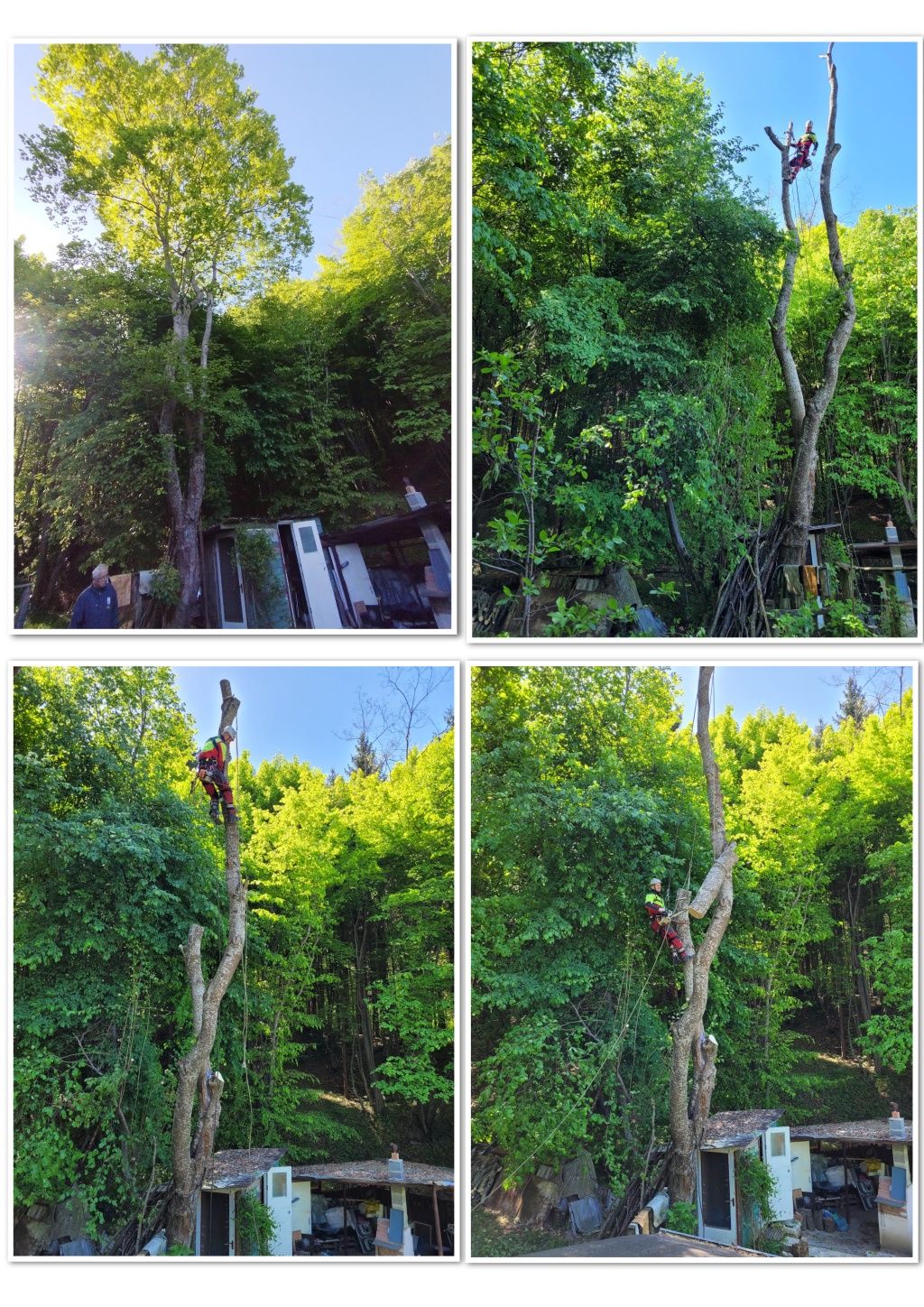 Taiere arbori taiere copaci toaletare arbori toaletare copaci