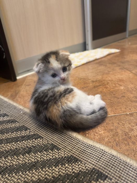 Котята веслоухие