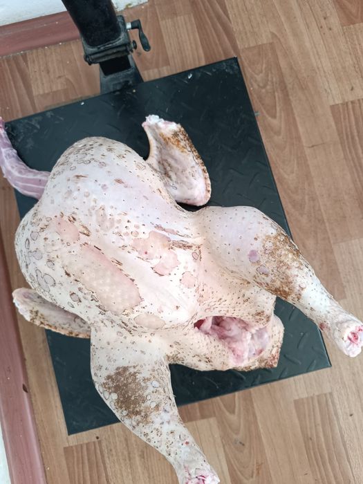 Продаётся  свежее мясо  мясных  индюков бройлерных и бройлеров
