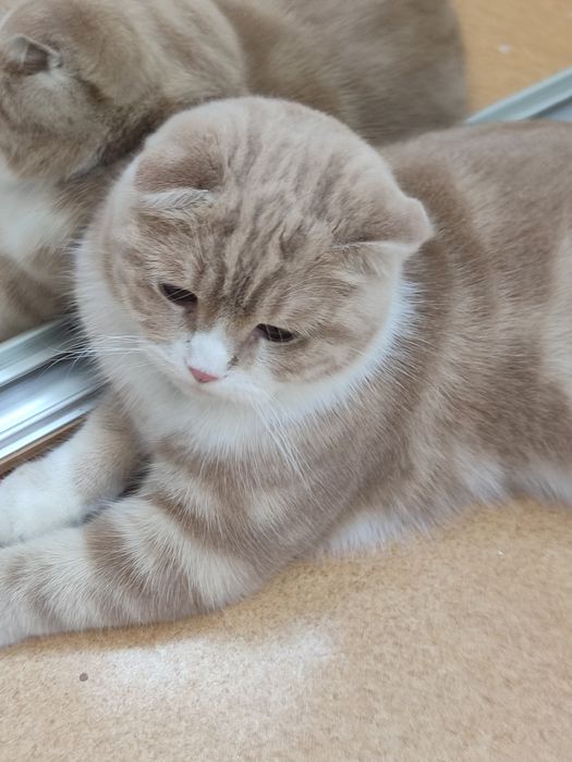 Mushuk scottish fold