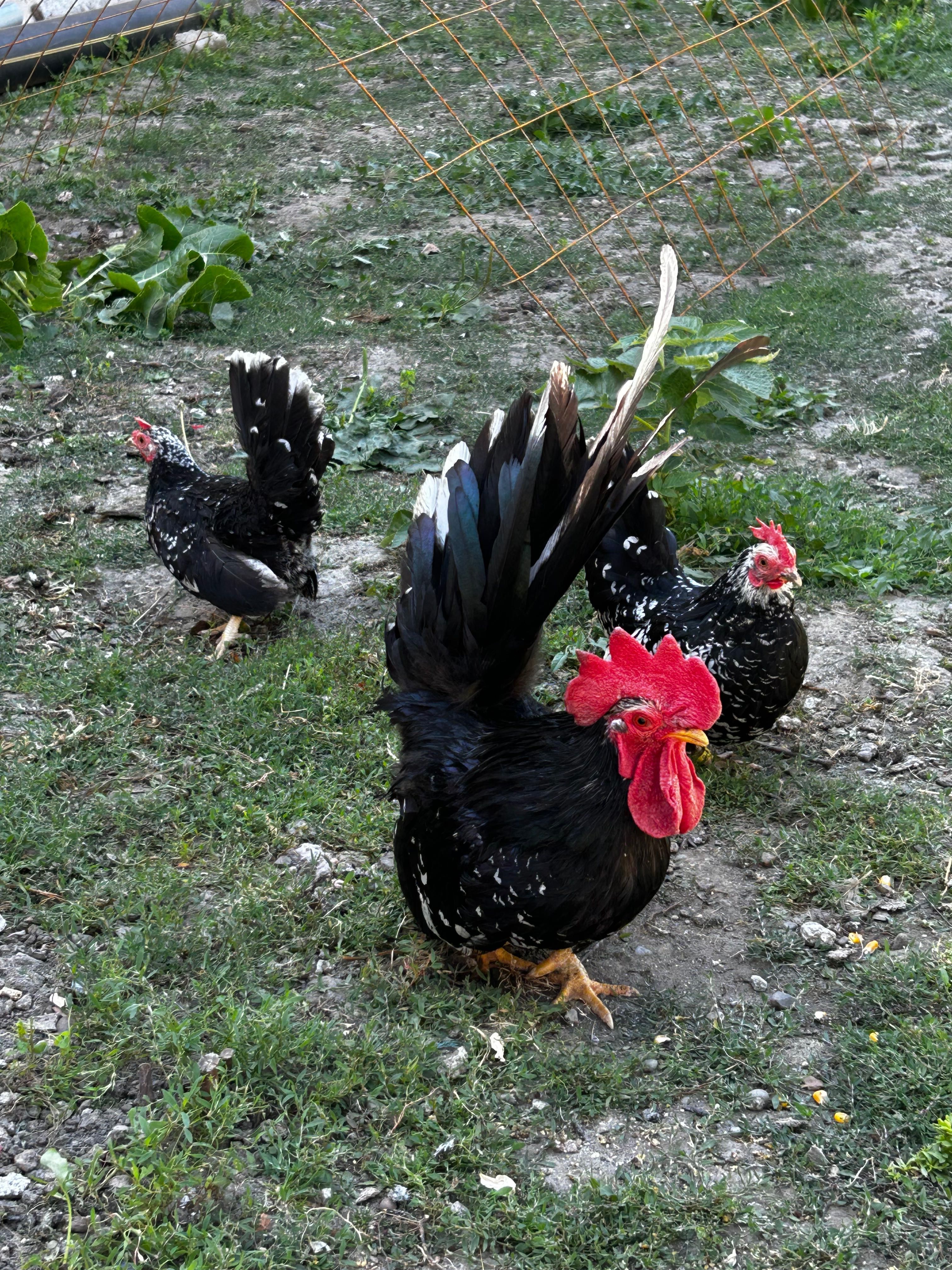 Găini pitice Chabo de vânzare 3+1