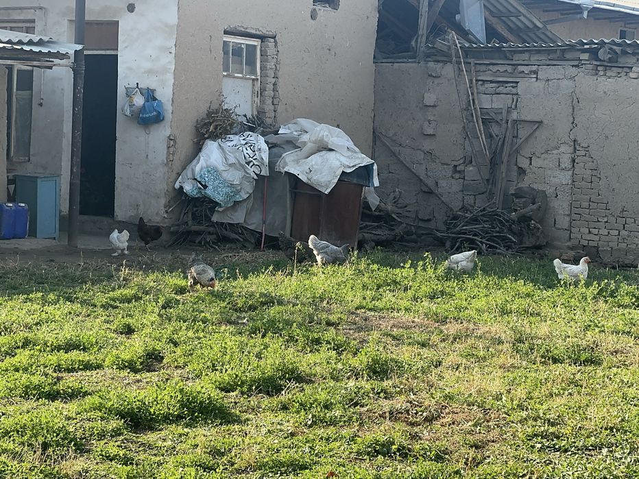 14 ta tovuq 1 ta xuroz sotiladi tovula tuxumda hammasi