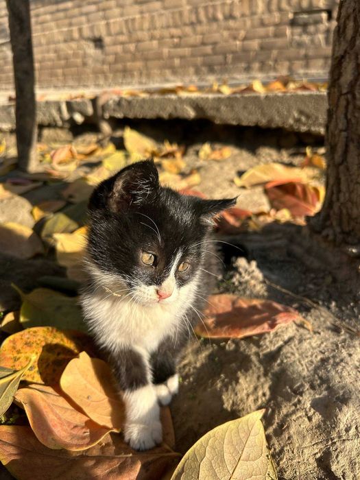 Отдам котят в хорошие руки