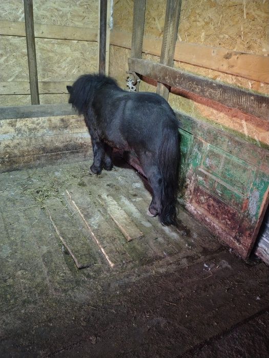 De vânzare ponei 4 ani armăsar, brand, la nr de telefon