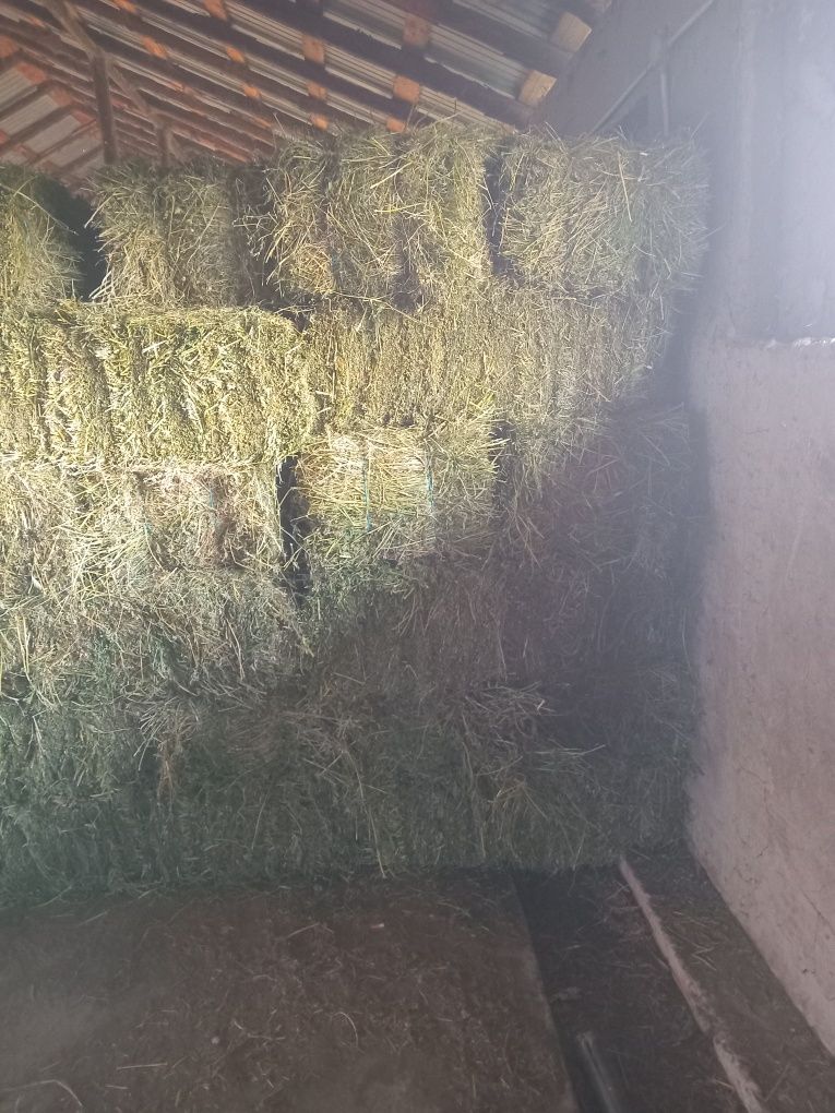 Baloți de lucernă de vanzare