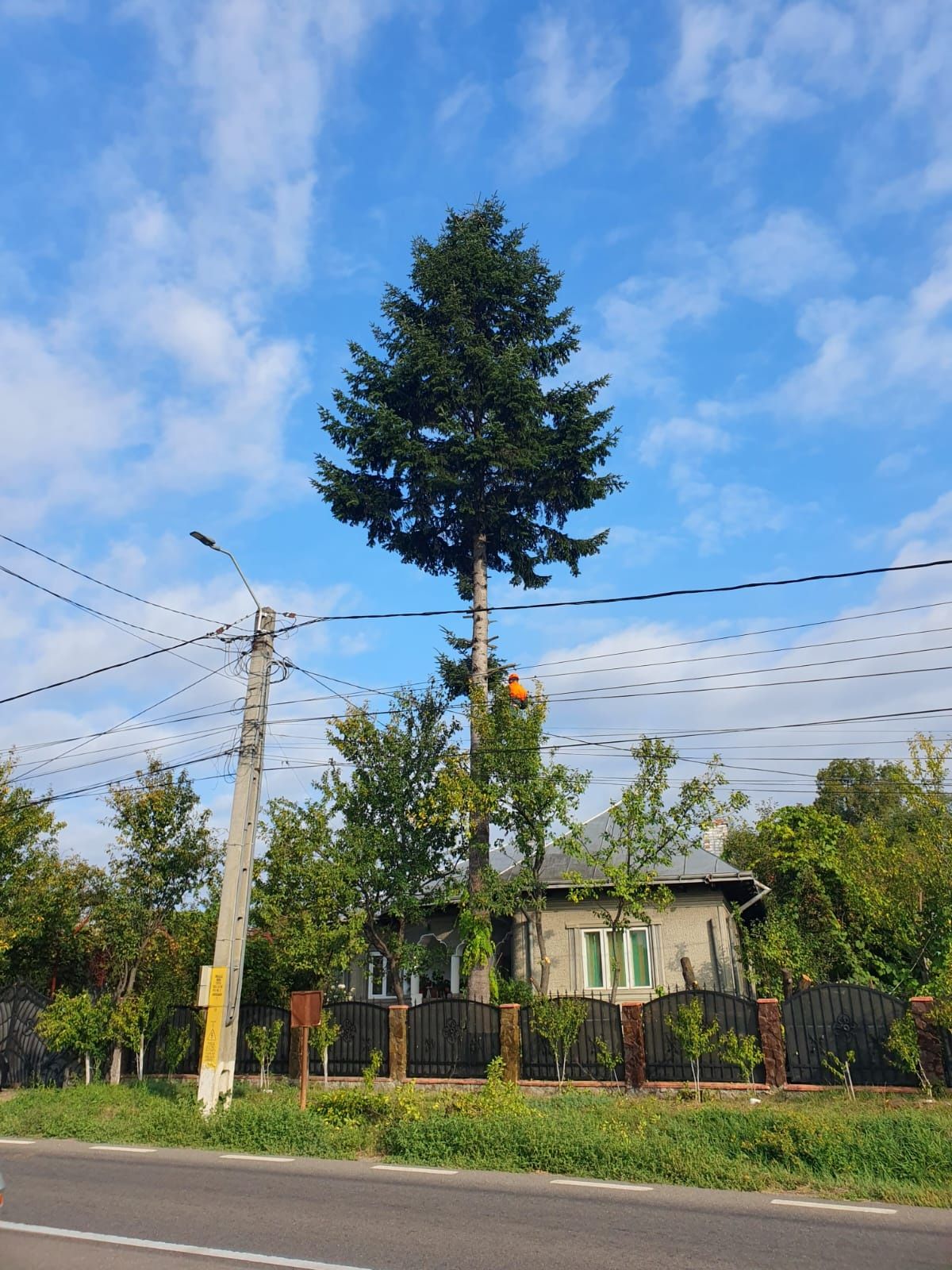 Toaletare arbori defrisari toaletari arbori copaci taiere taieri arbor