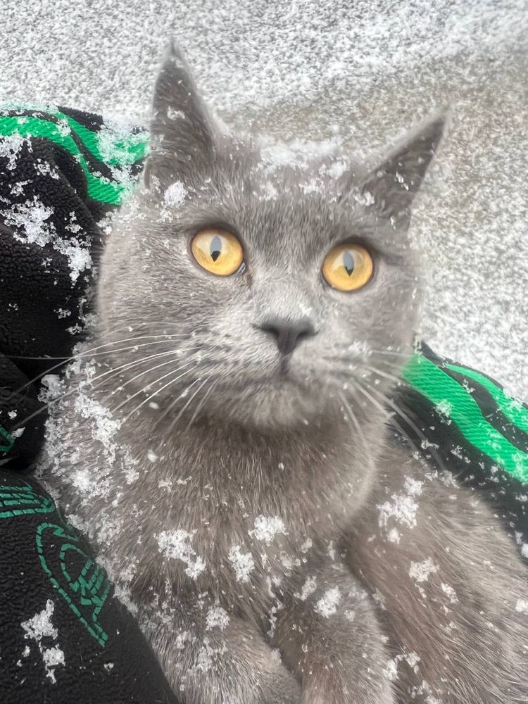 Котята скоттиш страйт