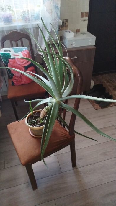 Продам Алоэ 6 лет