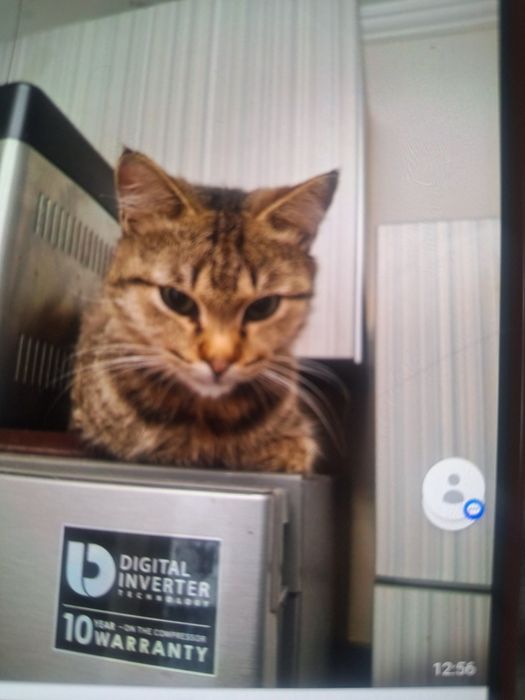 Отдам в добрые руки заботливым и ответственным людям  котика Барсика.