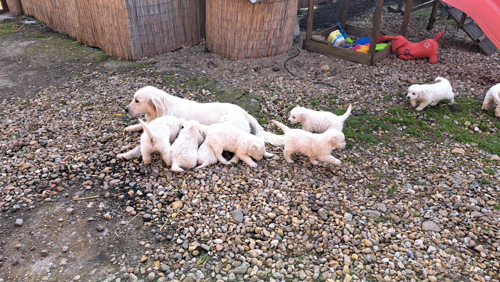 Golden retriever