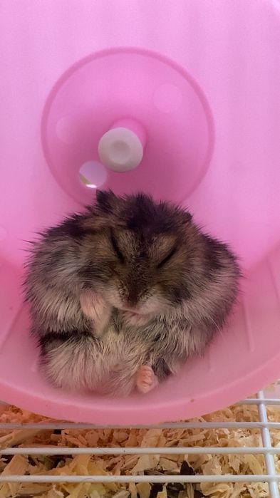hamster simpatic cautam o noua casa