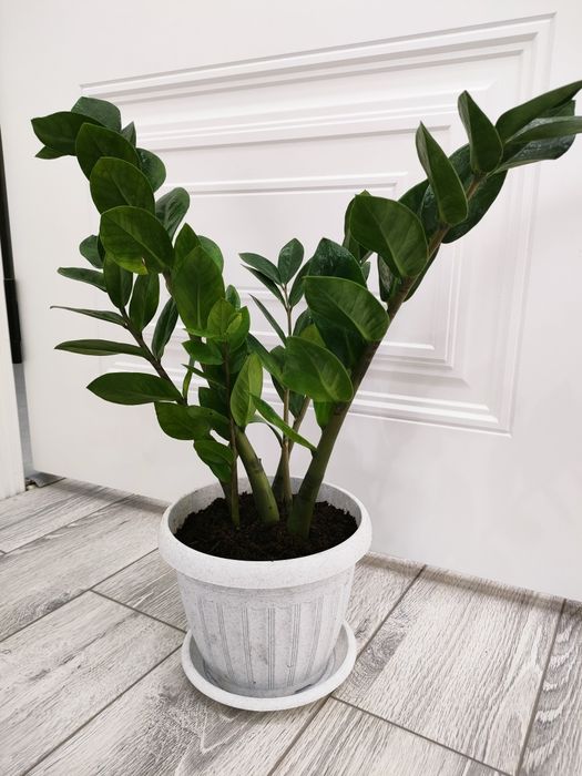 Шеффлера &  Доставка есть