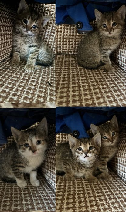 Котята в добрые руки