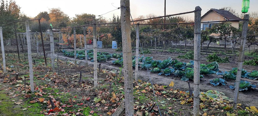 Циментови колци, колове за ограда, лозе, градина.