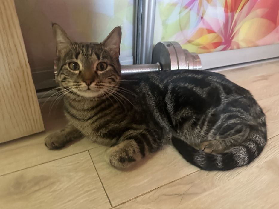 Кошка в добрые руки!