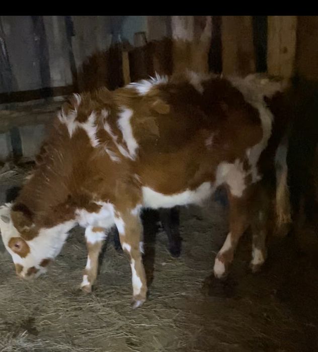 Продам телочку от молочного корова