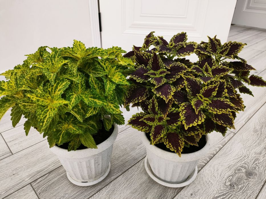 Шикарные комнатные растения с доставкой.