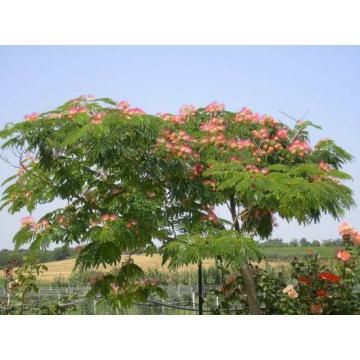 Albizia (Arborele de matase)