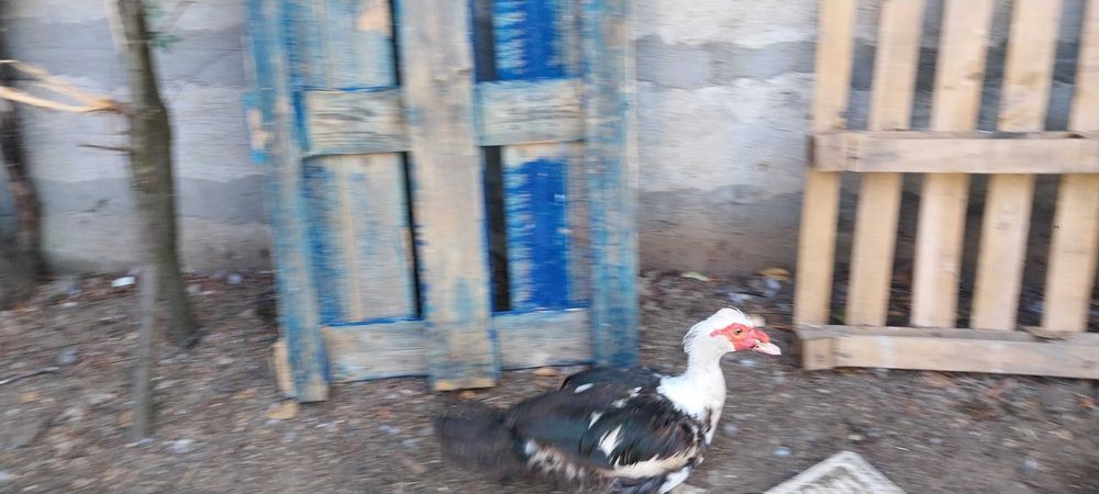 Ratoi Bio Rate Mute Lesesti