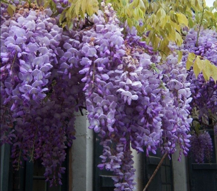 Glicină Wisteria Diferite culori