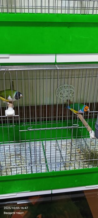 Срочно продаю Амадин Гульда готовые пары 2 пара