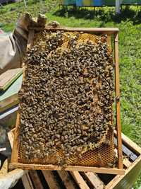 Vând roi de albine pe 6 rame