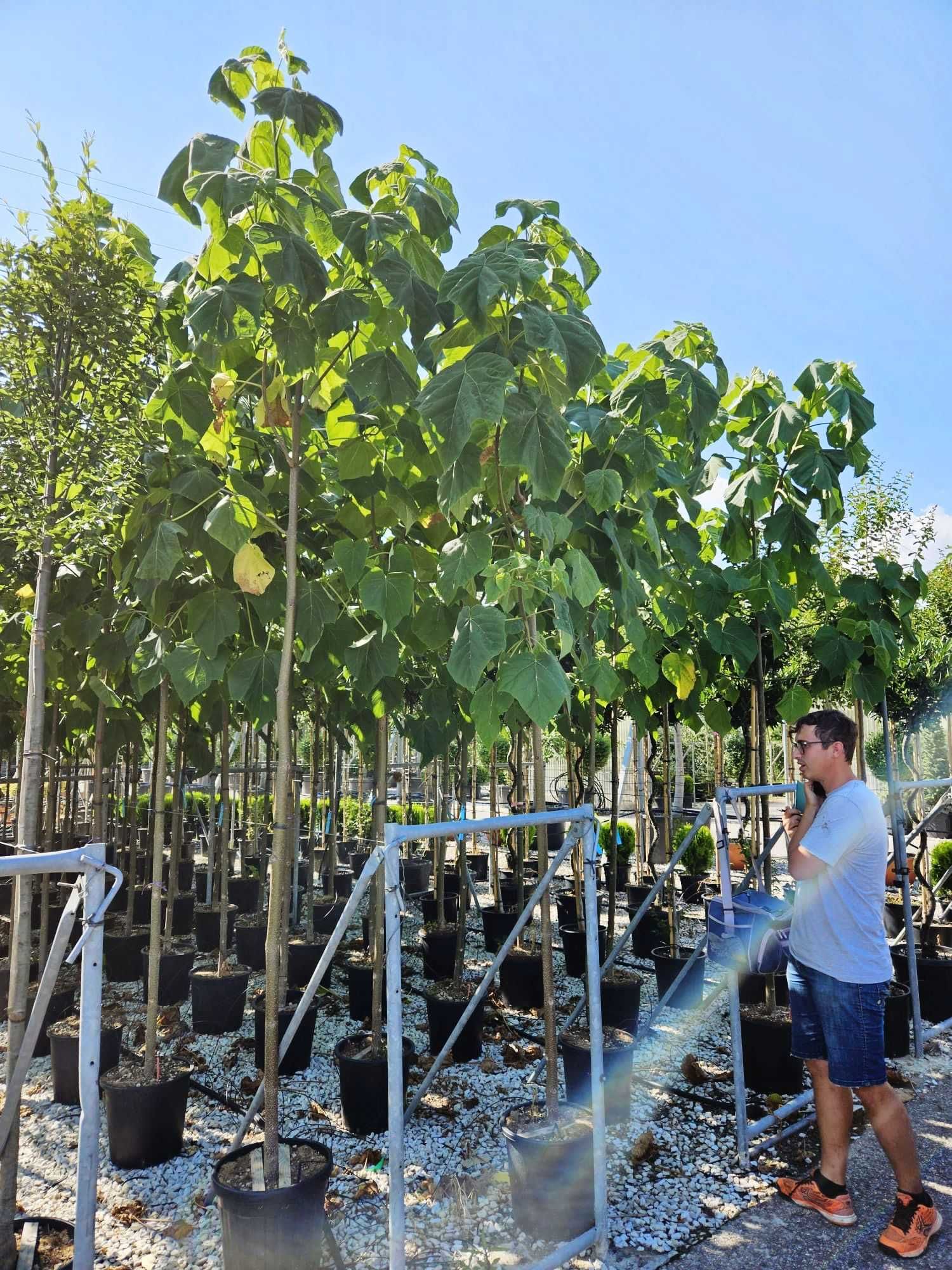 Catalpa Cu coroana, Arbusti ornamentali , Leilandy plante de calitate!