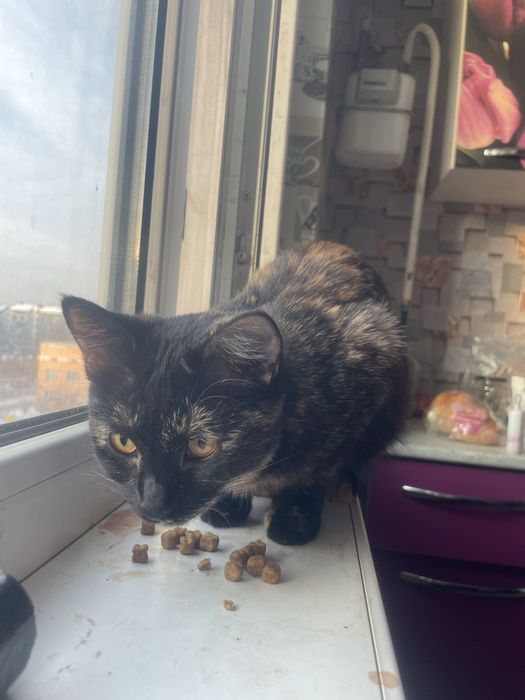 Срочно! Отдам кошку, трехцветная красотка