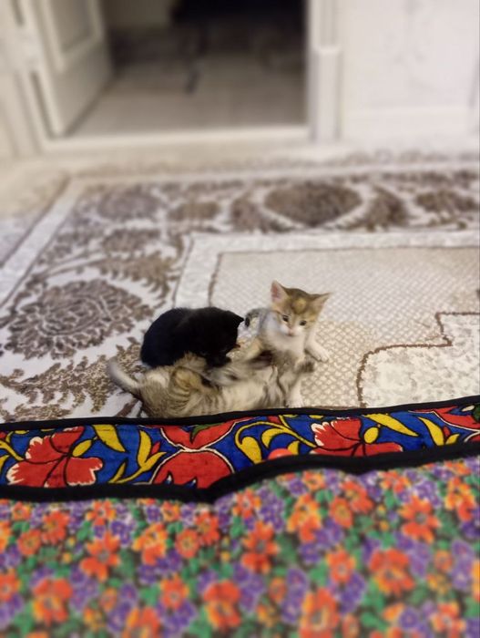 Коши в добрые руки