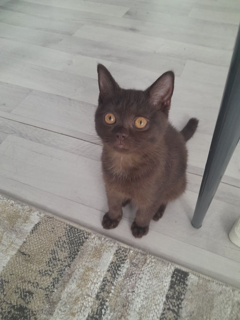 котенок продается