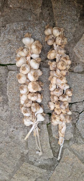 Български чесън плетен на венец