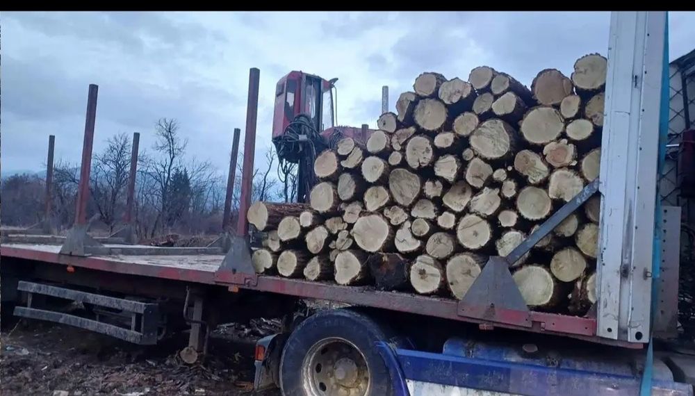 Lemn de foc salcâm uscat sau verde 700 lei tona 400 lei m ster