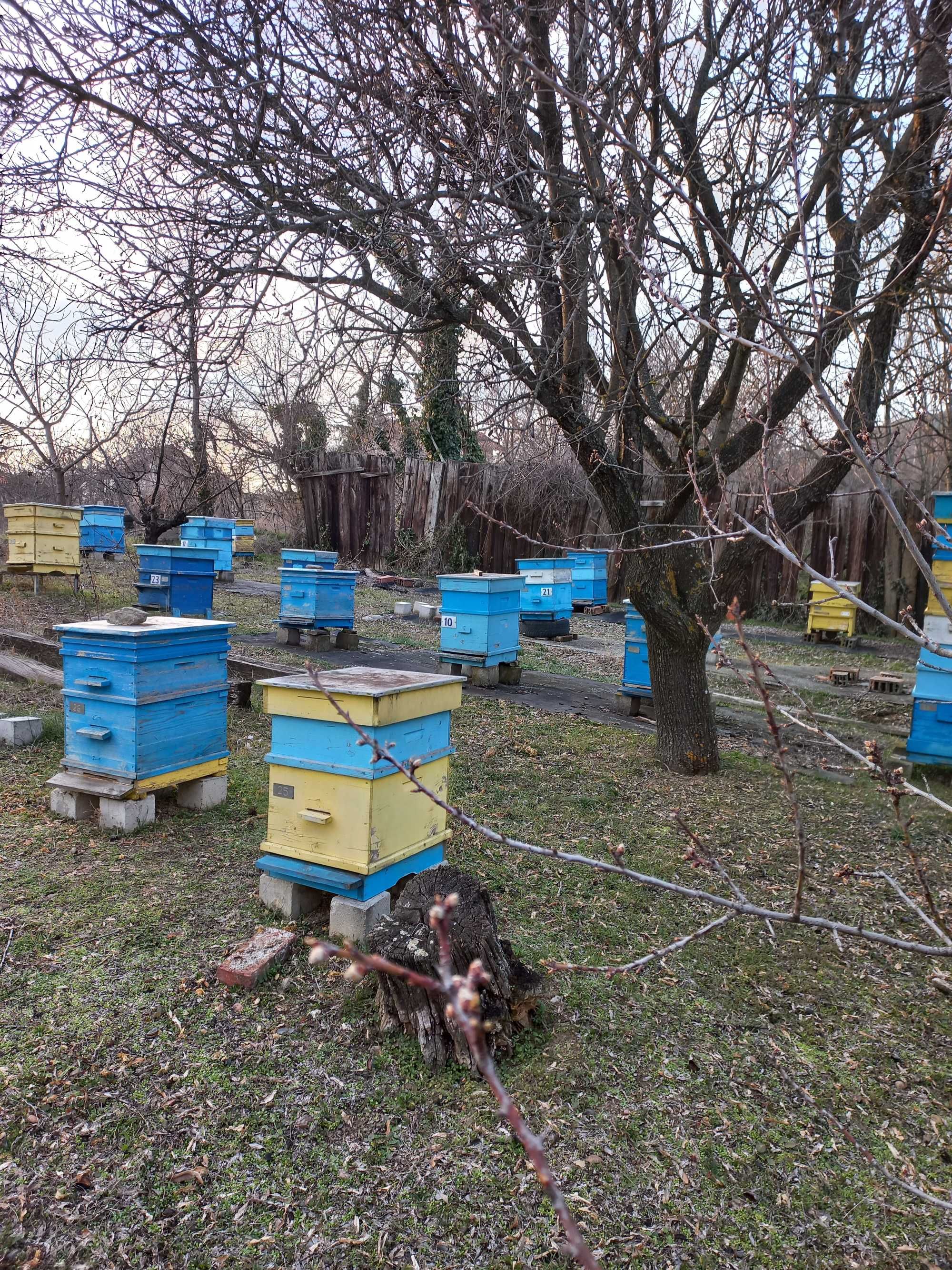 кошери с магазини дадан блат 10 рамкови