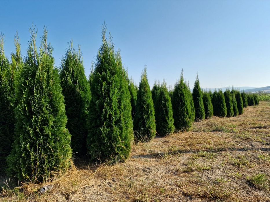 Tuia smaragd ( thuja ) calitate extra