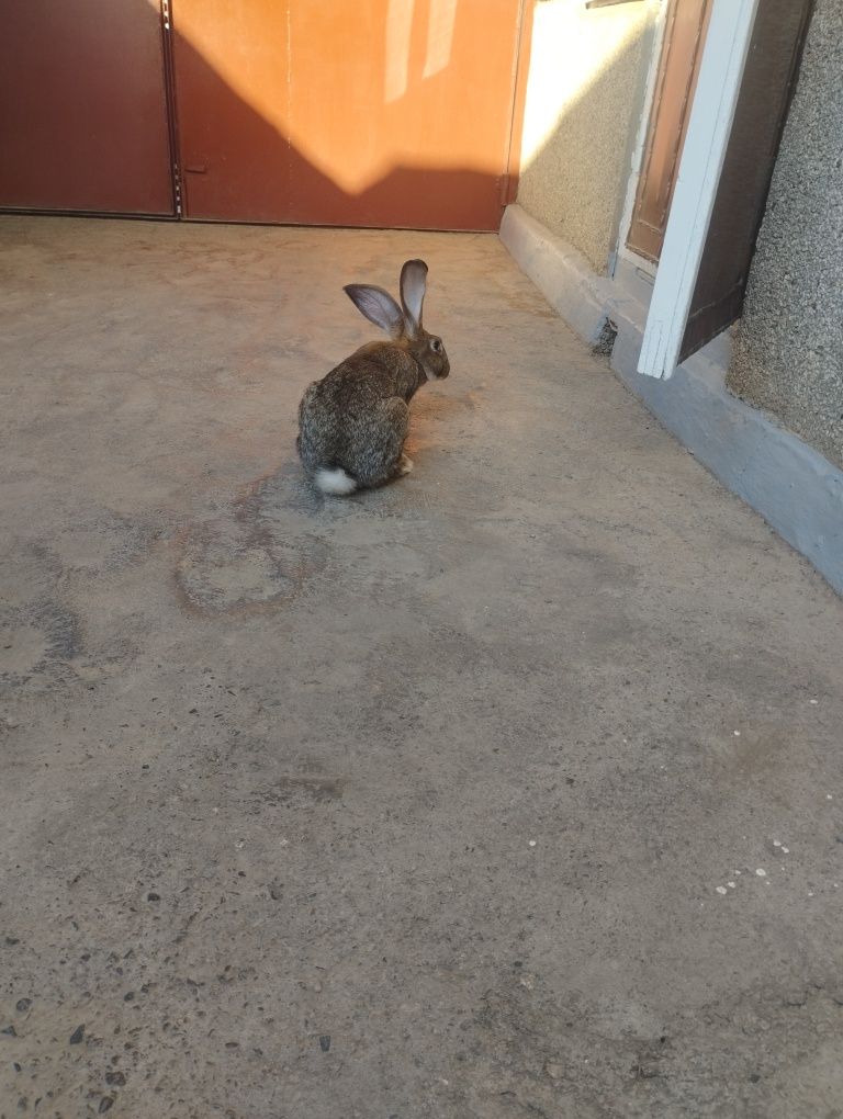 Flandir paroda quyonlar sotiladi