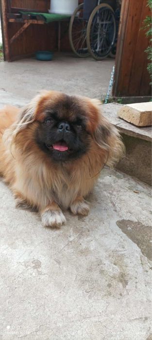 Мъжки Пекинез съ